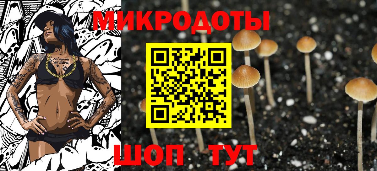 Псилоцибиновые грибы Psilocybe Кубинка